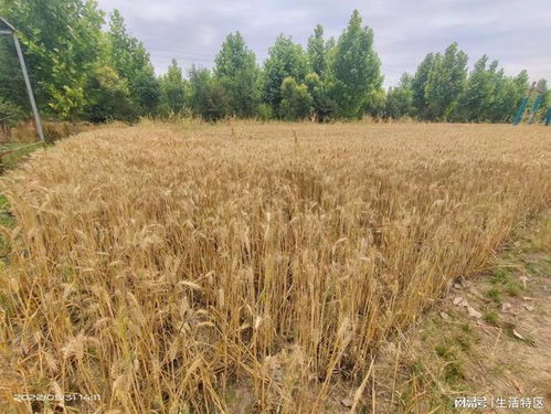 邓州市新希望农作物种植专业合作社失信,导致种植户遭受损失
