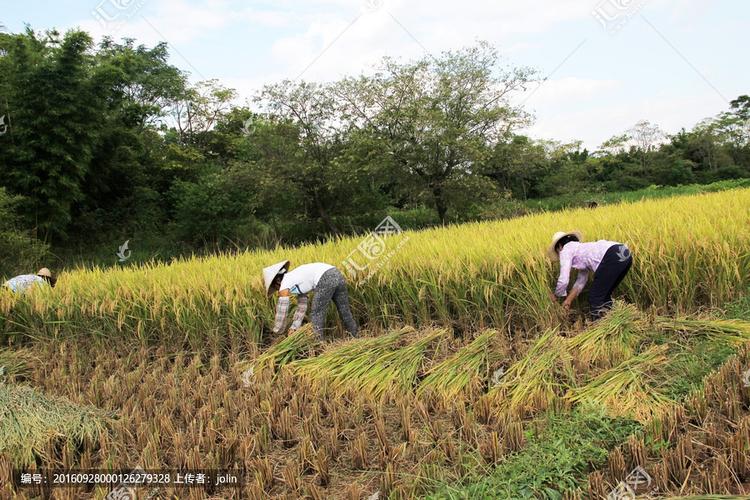 农作物 米粒 高清稻子