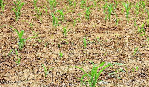 及时雨 结束, 玉米旱情能缓解吗 农民, 仅仅湿了地皮, 咋办 降雨 坚果 香草 粮食产量 网易订阅