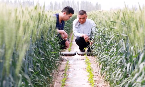 新疆阿克苏市 复合种植农作物长势喜人 丰收在望