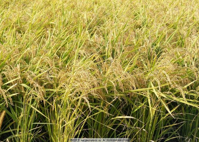 山东省第四十一批农作物审定水稻品种——临稻18