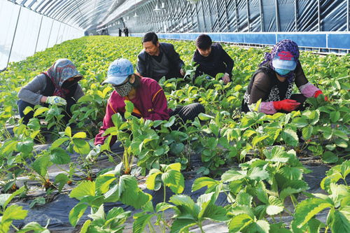 青昕蔬菜种植合作社利用智能温室大棚种植草莓 东北网